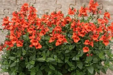 Diascia jigsaw puzzle
