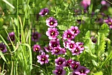 Diascia jigsaw puzzle