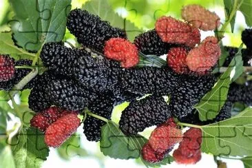 frutas