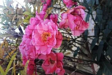פאזל של flores