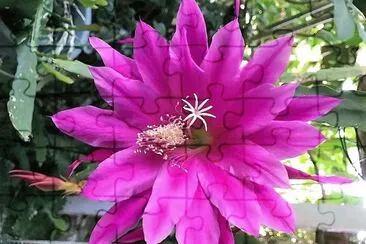 פאזל של flores