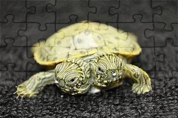 incrivel jigsaw puzzle