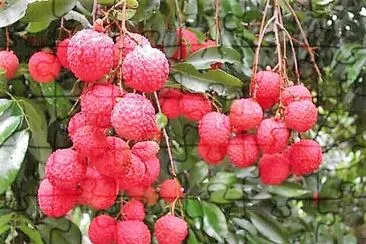 frutas jigsaw puzzle