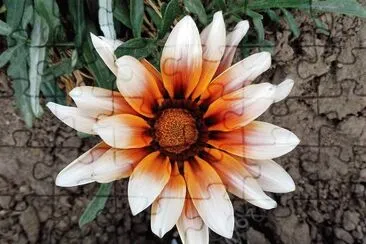 flores