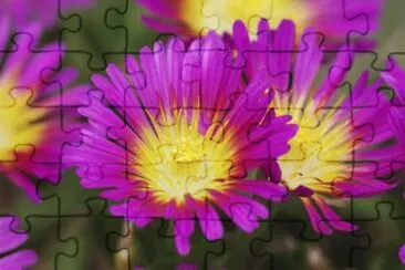 Delosperma jigsaw puzzle