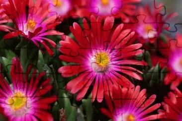 Delosperma jigsaw puzzle