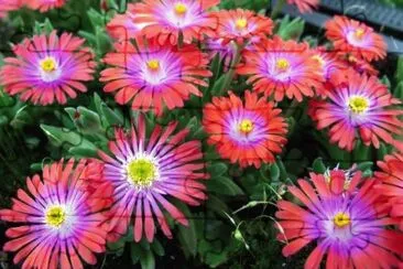 Delosperma jigsaw puzzle
