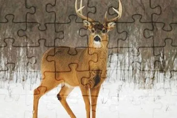 פאזל של Venado