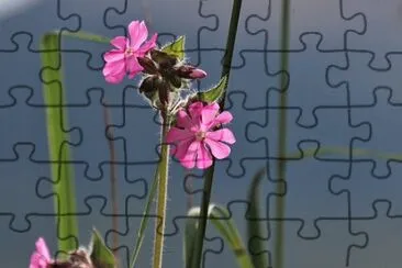 Imagem jigsaw puzzle