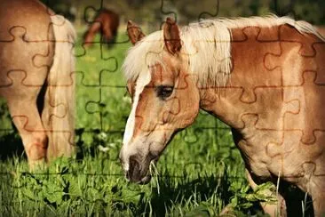 Imagem jigsaw puzzle