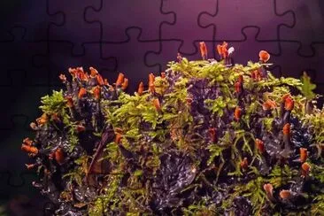 Imagem jigsaw puzzle