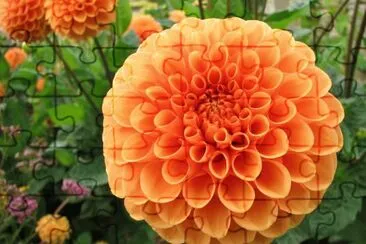 Dahlia
