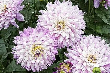 Dahlia
