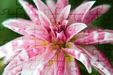 Dahlia
