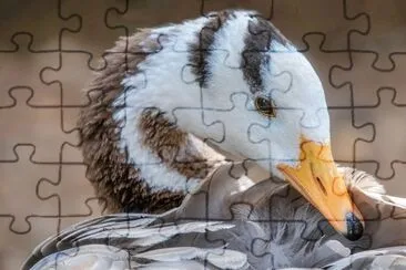 Imagem jigsaw puzzle