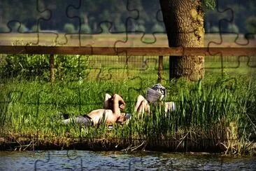 Imagem jigsaw puzzle