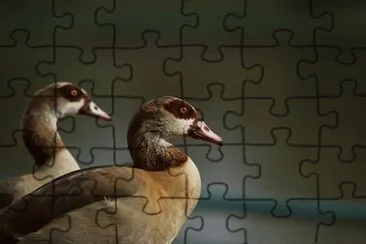 Imagem jigsaw puzzle