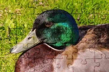 Imagem jigsaw puzzle