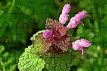 Imagem jigsaw puzzle