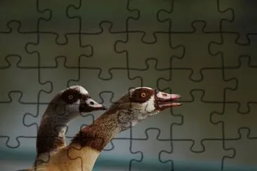 Imagem jigsaw puzzle