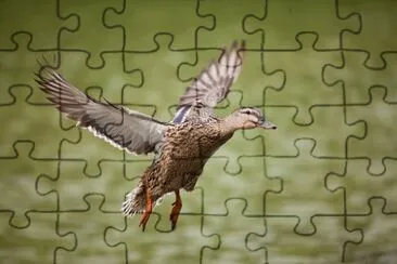 Imagem jigsaw puzzle