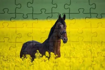 Imagem jigsaw puzzle