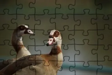 Imagem jigsaw puzzle