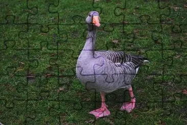 Imagem jigsaw puzzle