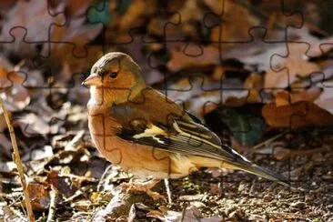 Imagem jigsaw puzzle