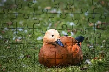 Imagem jigsaw puzzle