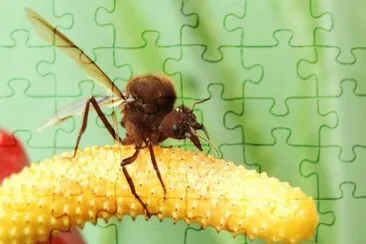 Imagem jigsaw puzzle