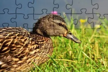 Imagem jigsaw puzzle