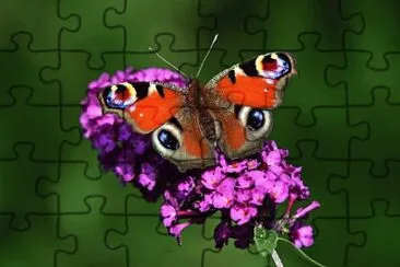 Imagem jigsaw puzzle
