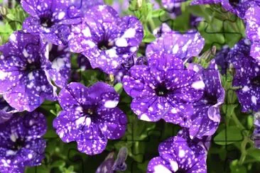 Petunia jigsaw puzzle