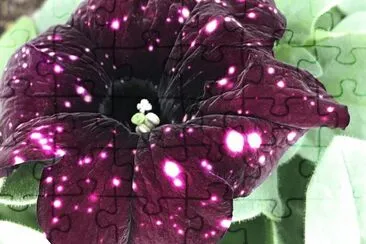 Petunia jigsaw puzzle