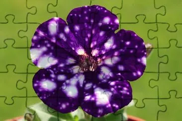 Petunia jigsaw puzzle