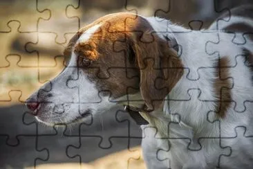 Imagem jigsaw puzzle