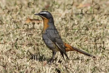 Cossifa del capo jigsaw puzzle