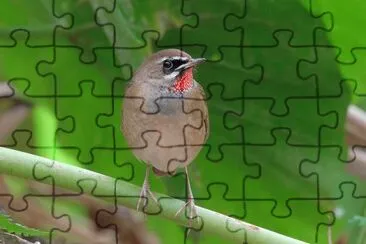 Calliope siberiana jigsaw puzzle