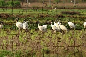 Imagem jigsaw puzzle