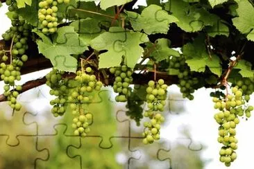 Imagem jigsaw puzzle