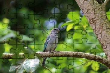Imagem jigsaw puzzle