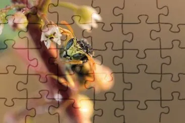 Imagem jigsaw puzzle