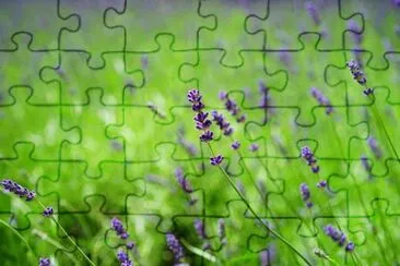 Imagem jigsaw puzzle