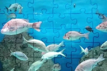 Peces en el Acuario de Veracruz.