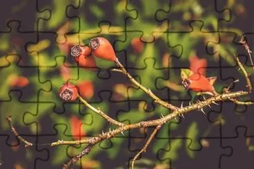 Imagem jigsaw puzzle