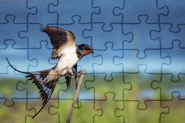 Imagem jigsaw puzzle