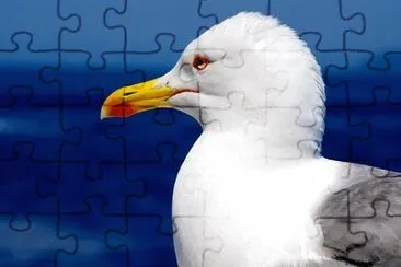 Imagem jigsaw puzzle