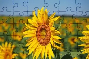 Imagem jigsaw puzzle