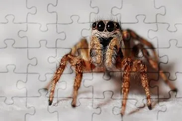 Imagem jigsaw puzzle